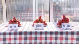이상 기후에도 튼튼·생산량 3배…경북 딸기 재배 농법 눈길