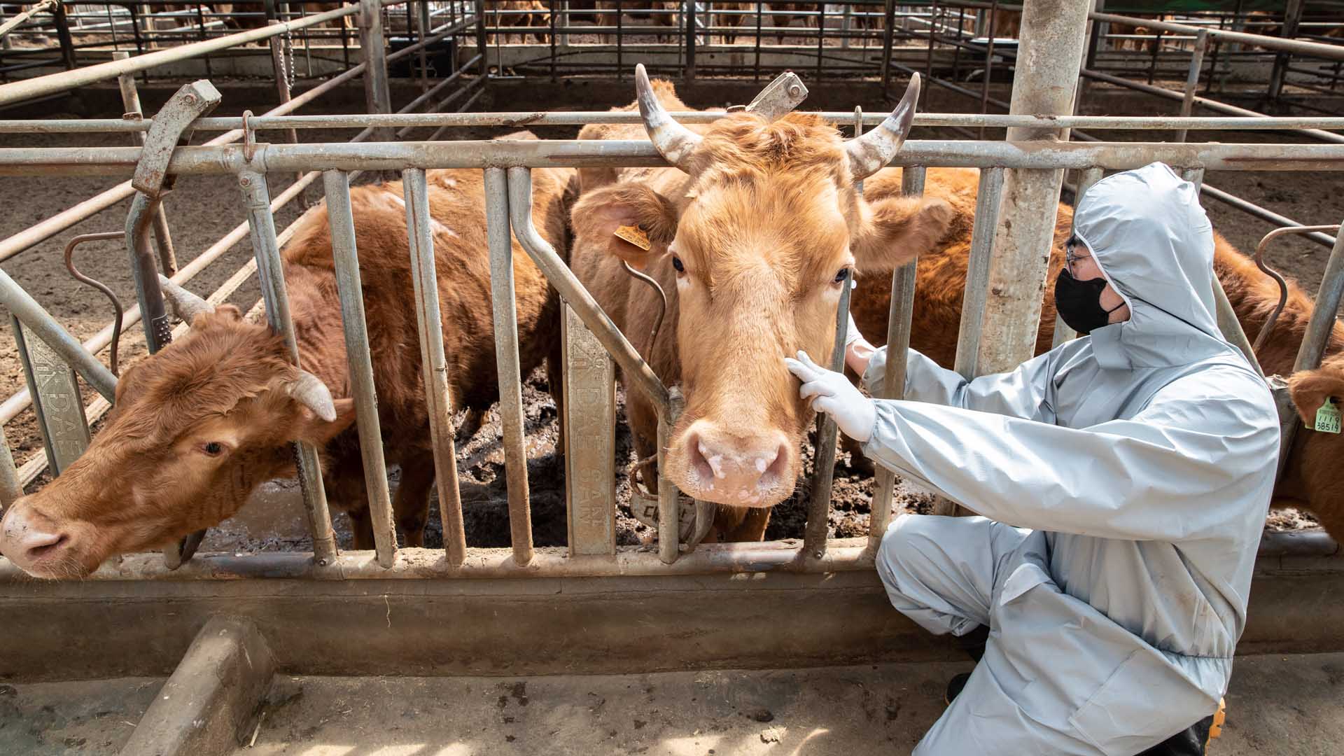 Vaccination against foot and mouth disease on cattle and pig farms across the country by the day
