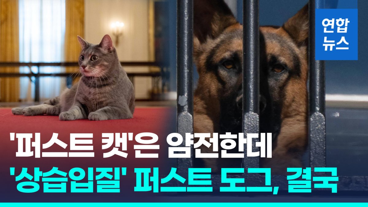 [영상] '대통령의 개' 사람 10번 물었다…바이든 부부 특단 조치?