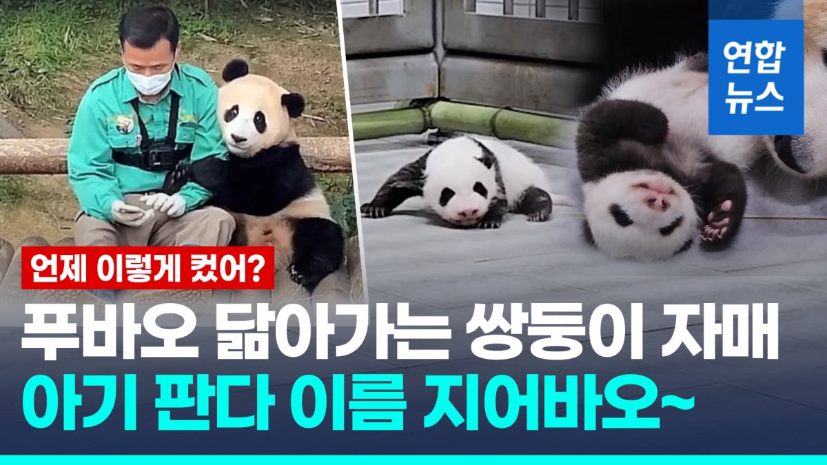 [영상] 푸바오 '쌍둥이 동생들' 이름 지어바오~ 판다 자매 이름 공모