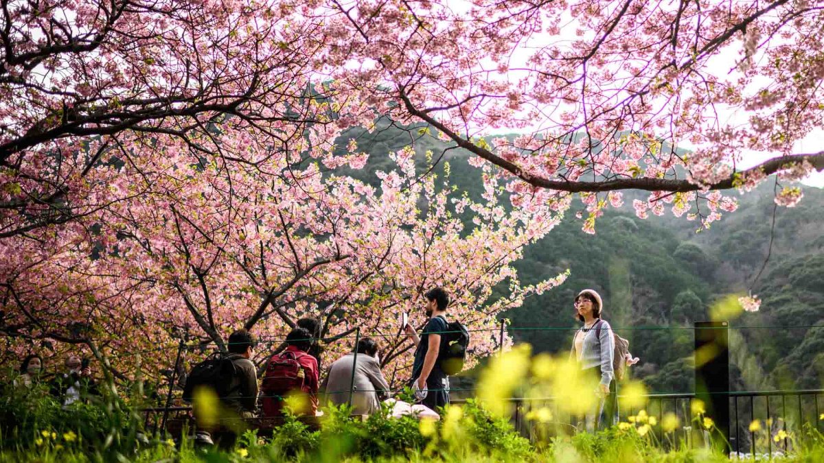 [헤이!월드] 일본은 이미 봄…흐드러진 벚꽃 축제에 인산인해 外 | 연합뉴스