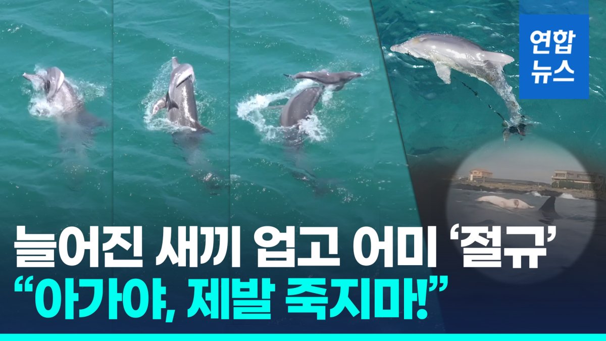 [영상] "제발 깨어나"…죽은 새끼 차마 못 보내는 남방큰돌고래의 모정