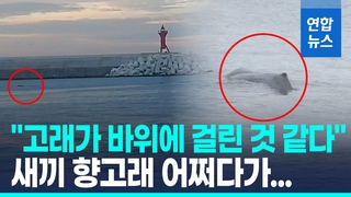 [영상] 항구에 검은 물체가…부산 연안서 적도에 사는 새끼 향고래 출현