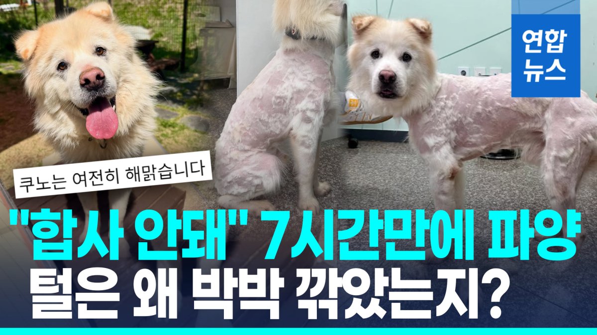 [영상] "이건 학대"…털 박박 깎인채 7시간만에 파양된 2살 유기견