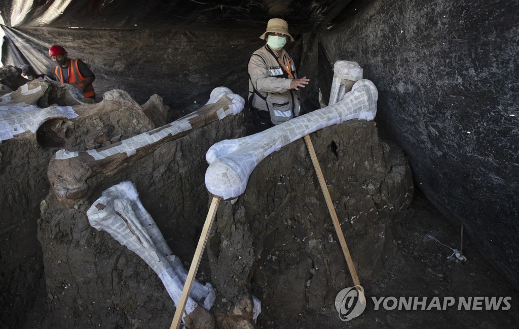 멕시코시티 공항 건설현장에서 발굴된 매머드 뼈
