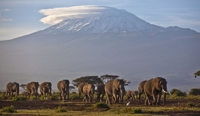 케냐 가뭄에 코끼리 205마리 폐사…9개월간 다른 동물도 떼죽음