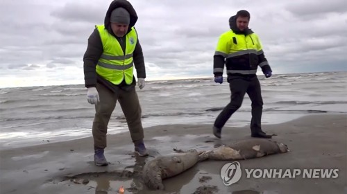 러시아 해변으로 밀려온 바다표범 사체