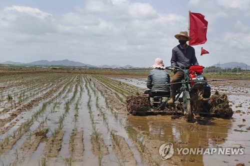 2021년 평양 랑랑구 남사공동농장에서 모를 심는 북한 농민
