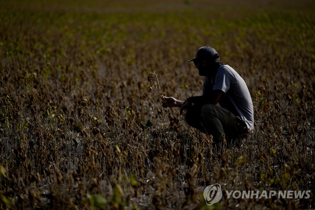 지난 3월 콩 줄기 상태 살피는 아르헨티나 농민 