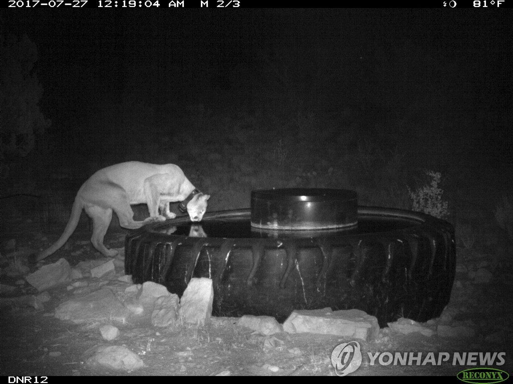2020년 고속도로를 건너다 죽은 퓨마