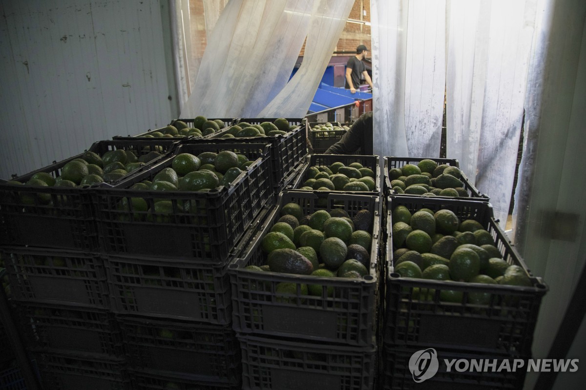 멕시코 미초아칸주 우루아판에서 수확된 아보카도