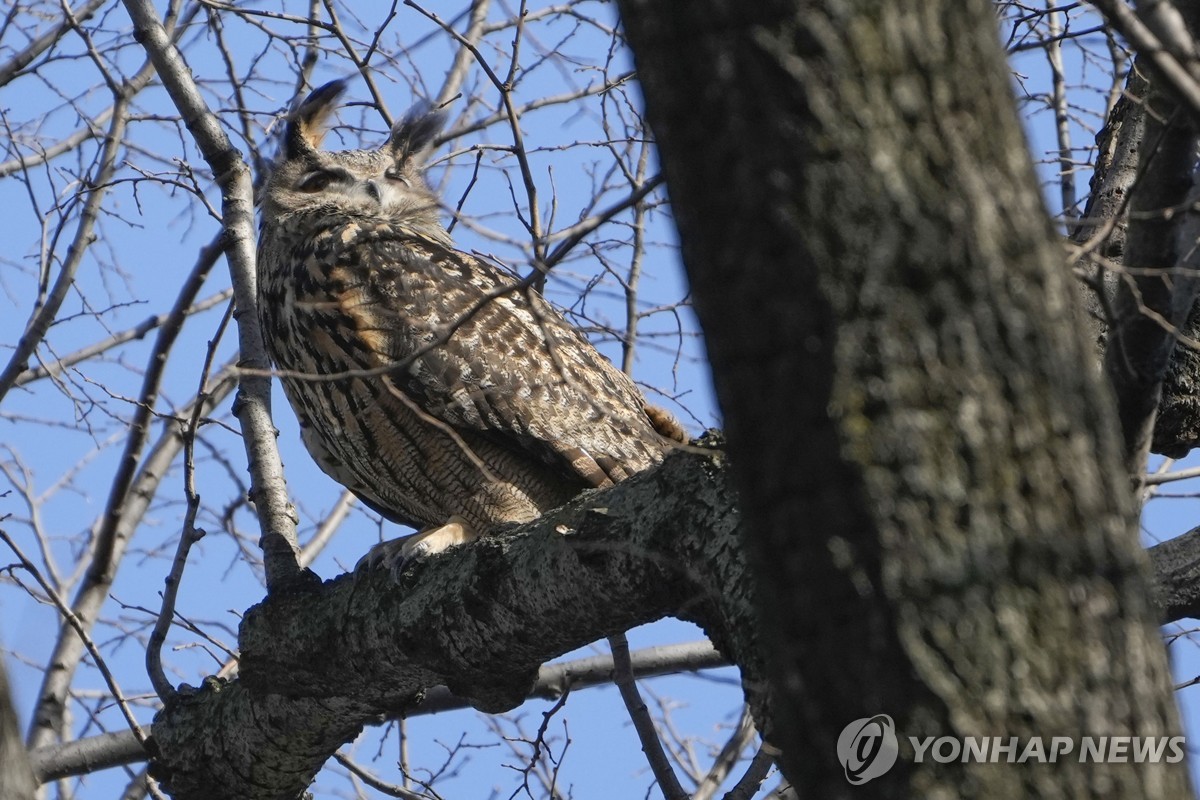 지난해 2월 센트럴파크에서 목격된 뉴욕의 명물 부엉이 '플라코'