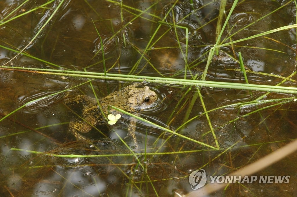 A narrow-mouthed frog, in a photo provided by the city of Seoul (PHOTO NOT FOR SALE) (Yonhap)