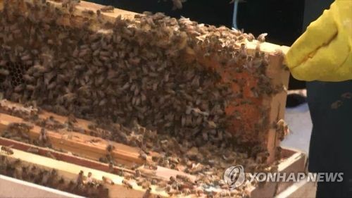 "꿀벌 폐사 막는다"…6∼10월 집중 방제기간 운영