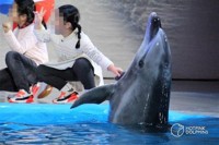 Police launch investigation into death of 2 dolphins at theme park in Geoje