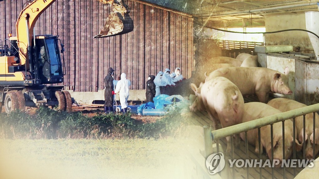 "돼지 살처분 정부 보상금 불리해"…농장주들 뿔났다 (CG)