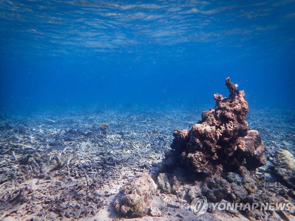 황폐화한 산호초