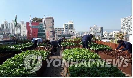 This photo, provided by the Seoul city government, shows a rooftop farm in Seoul. (PHOTO NOT FOR SALE) (Yonhap)