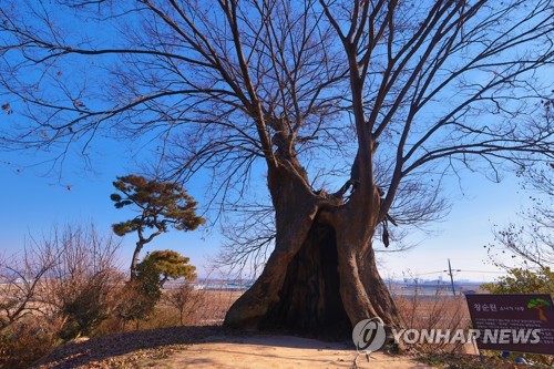 익산 달빛소리수목원 소나기나무 [사진/성연재 기자]