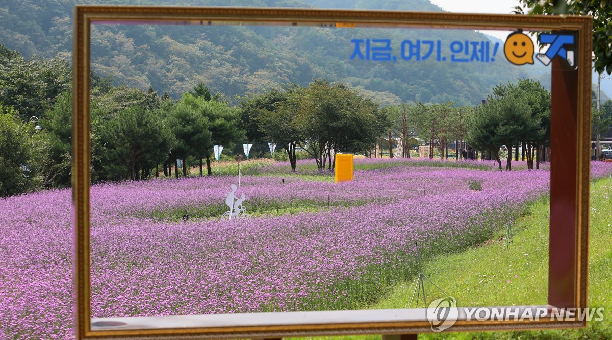 인제 가을꽃 축제장