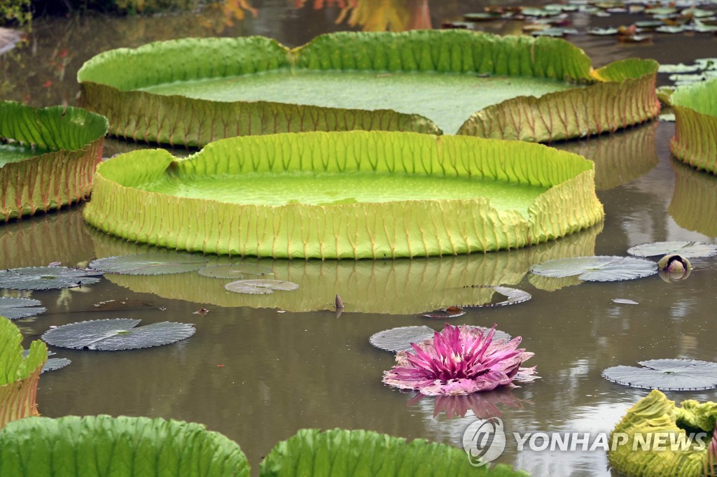 BOLIVIA-WATER LILY-GUINNESS-RECORD