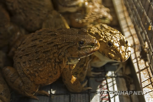 말레이시아 수산시장에서 팔리는 식용개구리들