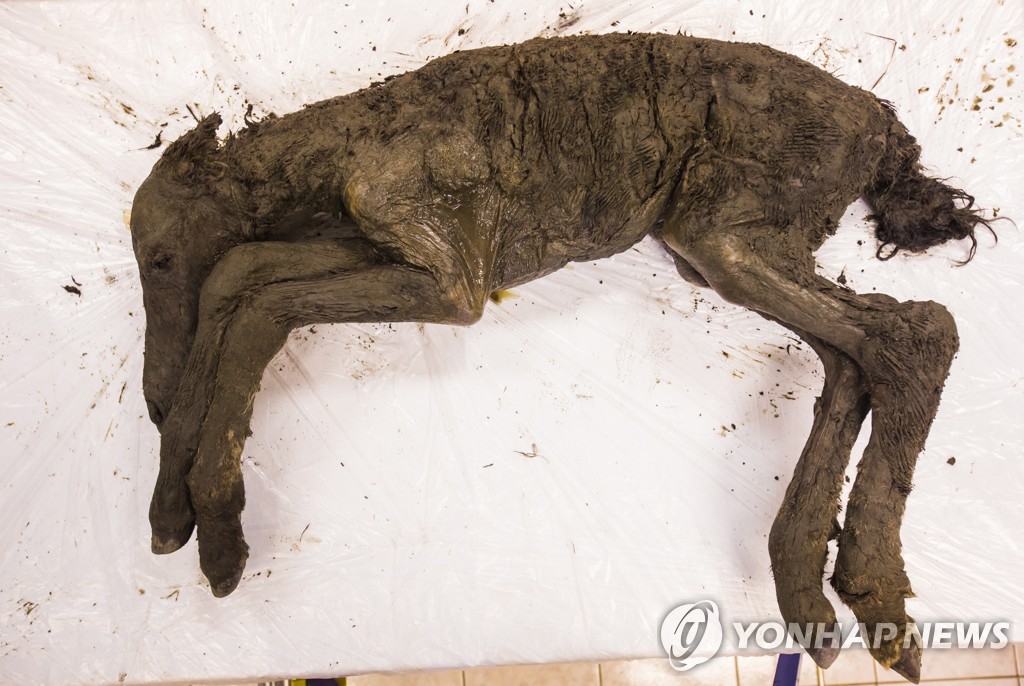 동토에서 발견된 4만년 전 새끼 당나귀