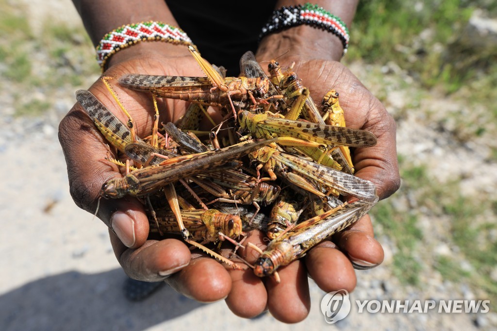 케냐를 덮친 메뚜기들의 모습[EPA=연합뉴스]