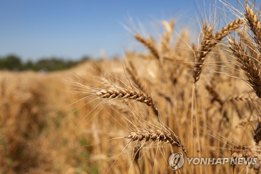 우크라이나 곡창지대에서 재배된 밀