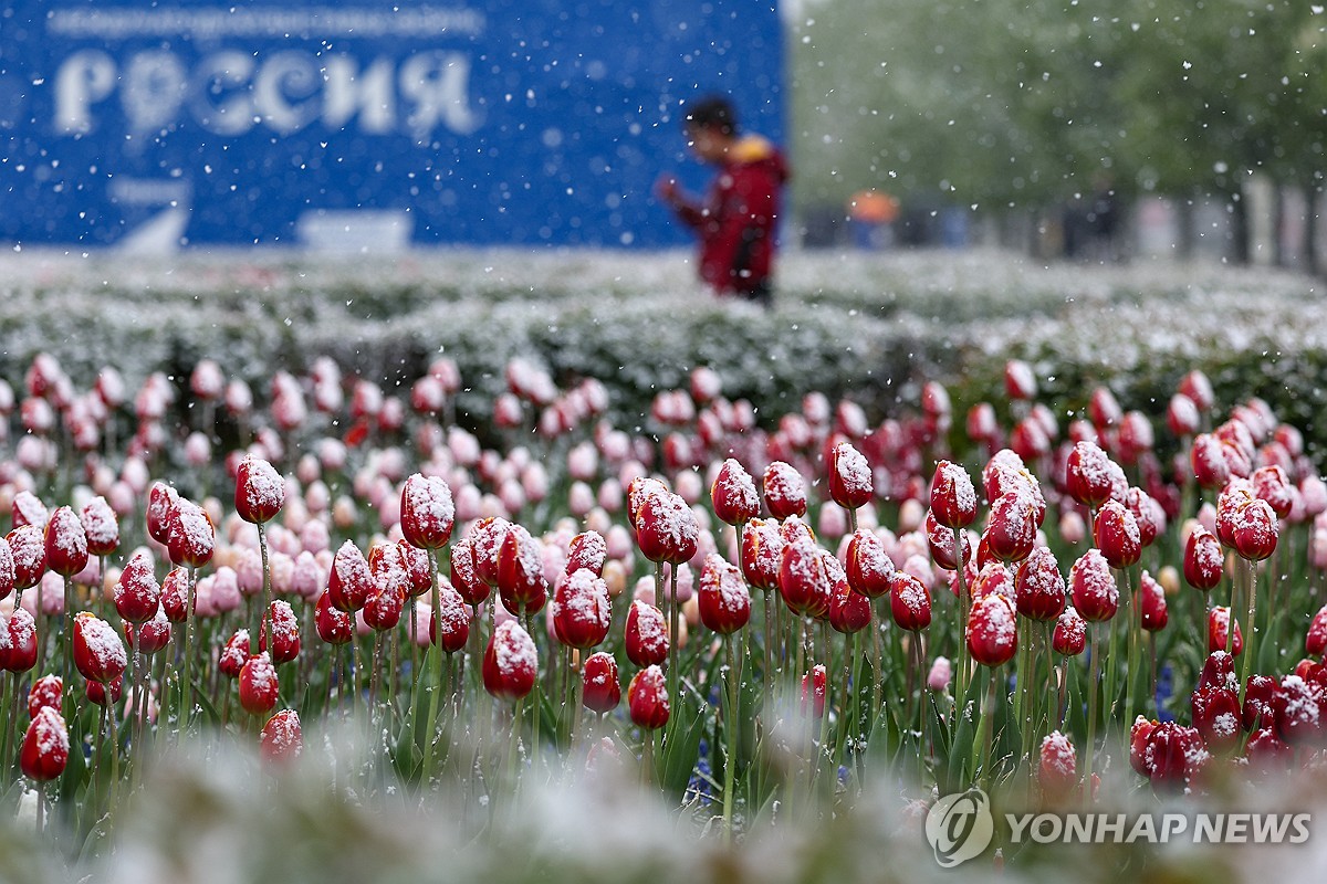 꽃 위에 앉은 눈…봄과 겨울 공존하는 5월의 모스크바 | 연합뉴스