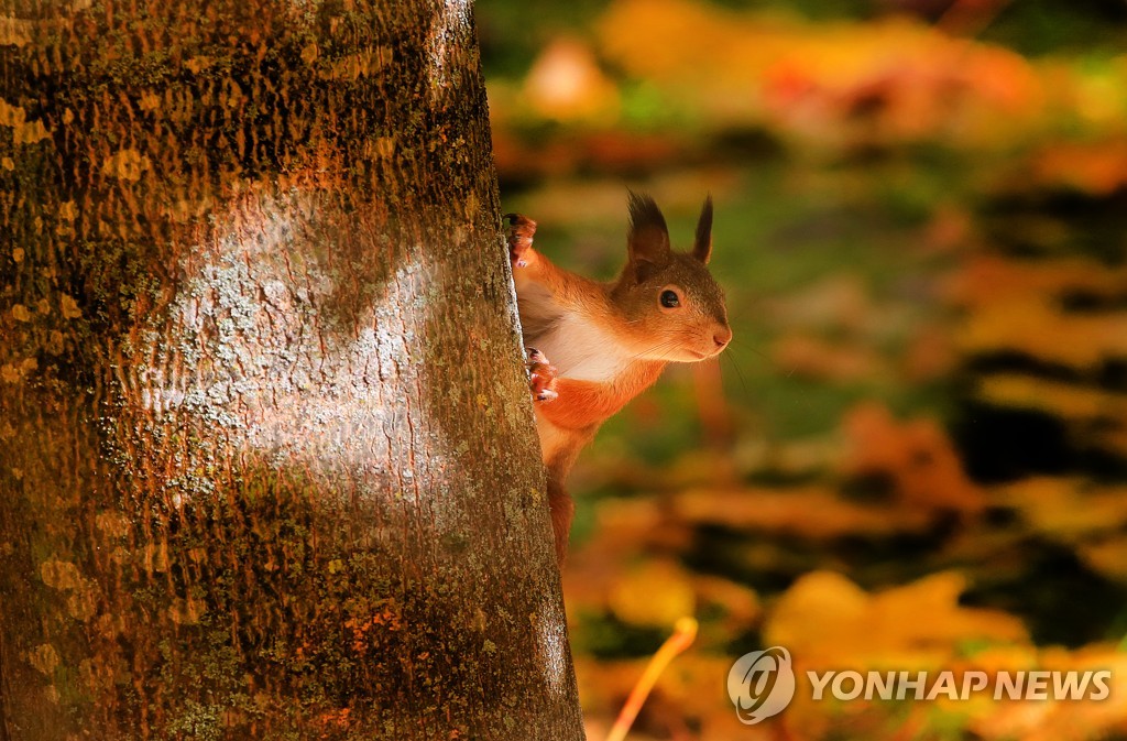 단풍으로 물든 세상'…세계 곳곳의 가을 풍경 | 연합뉴스