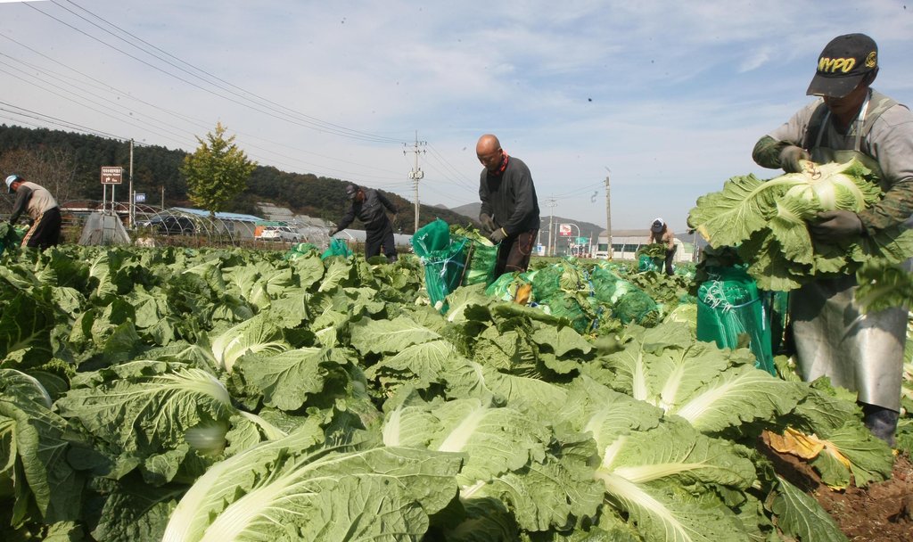 지난 23일 강원 춘천시 서면 들녘에서 농민들이 김장용 배추를 수확하며 바쁜 일손을 놀리고 있다.(자료사진)