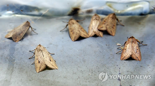 태안서 해충 멸강나방 발견…태풍 여파 추정 | 연합뉴스