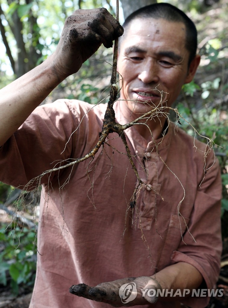 Wild ginseng digger Yonhap News Agency