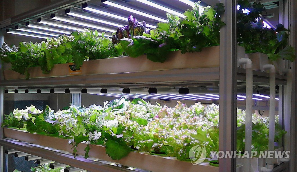 식당 안에 수경재배 채소밭 설치…3천포기 재배 | 연합뉴스