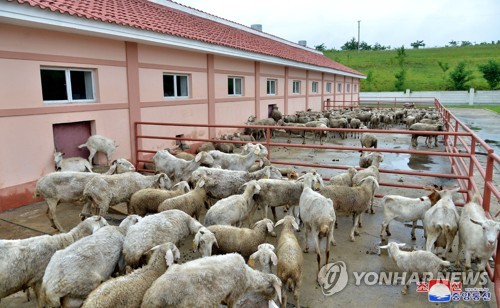 북한 세포지구 축산기지의 양 축사