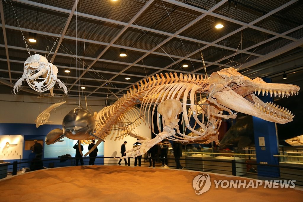 고래박물관에 전시된 범고래 뼈