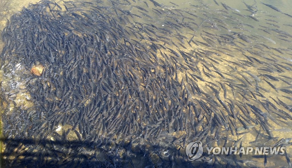 물 반 고기 반 | 연합뉴스