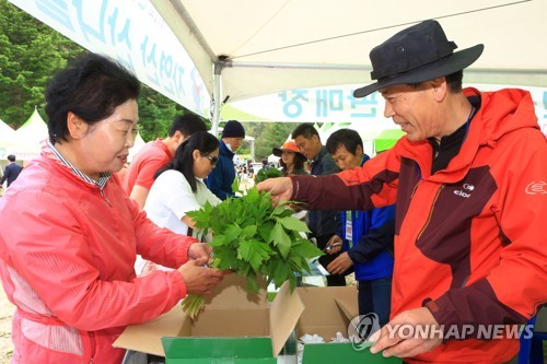 인제 '산나물·수리취떡·황태' 릴레이 출격…지역축제 잇따라