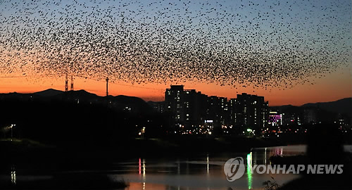 夕焼け空にカラスの大群