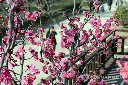 Abricotiers rouges en fleurs