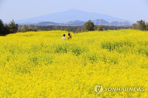 Primavera en Jeju