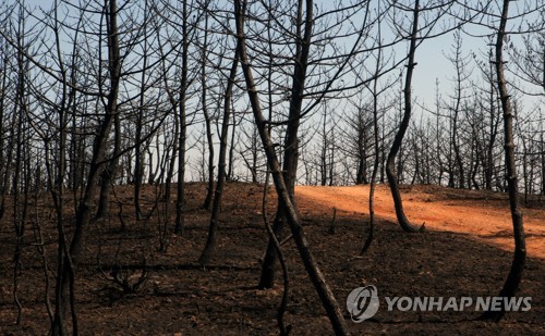 [강원산불] 정부, 기부금 100억 모금…가축 4만여 마리 희생