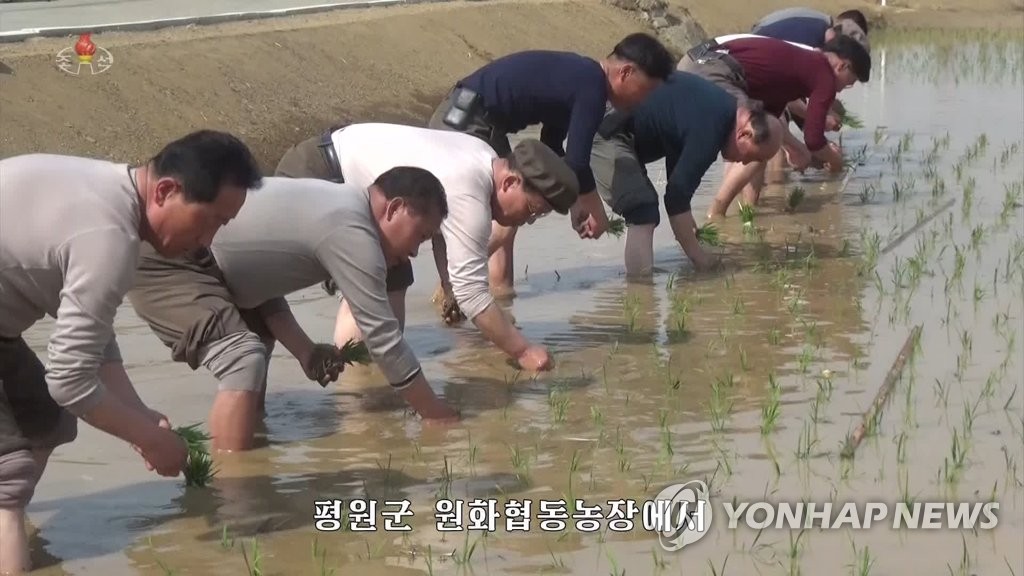 지난해 모내기 나선 북한 농민들