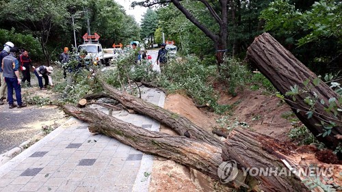 태풍 '링링'으로 쓰러진 나무 / 연합뉴스