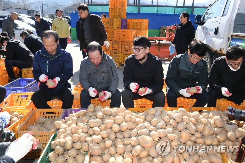 감자 싹 제거하는 최문순 강원지사