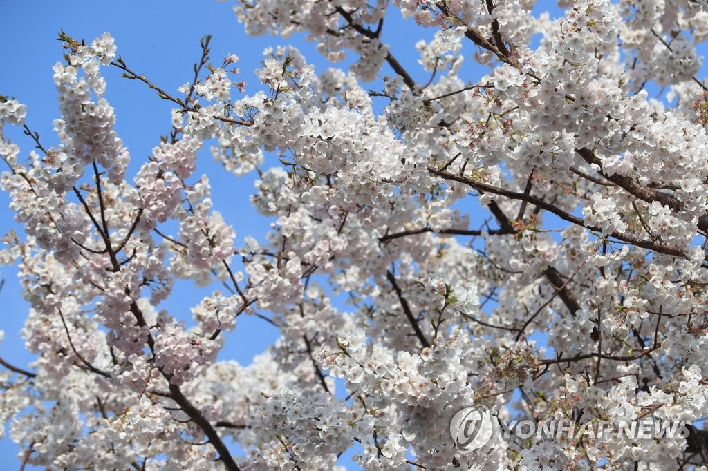 Cherry blossoms on Jeju Island Yonhap News Agency