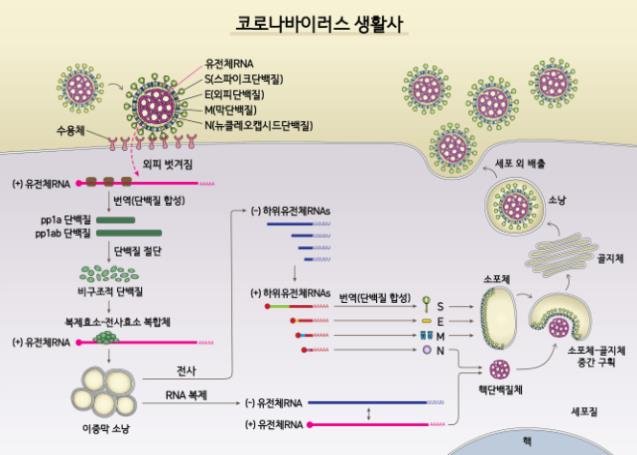 IBS·국립보건연구원 "코로나19 바이러스 유전자 지도 완성"