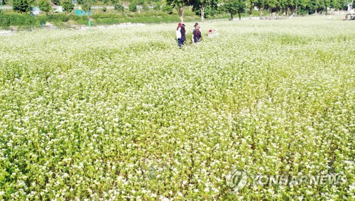 '춘천, 메밀꽃 물결 따라'…강촌 메밀꽃 페스타 7일 개최