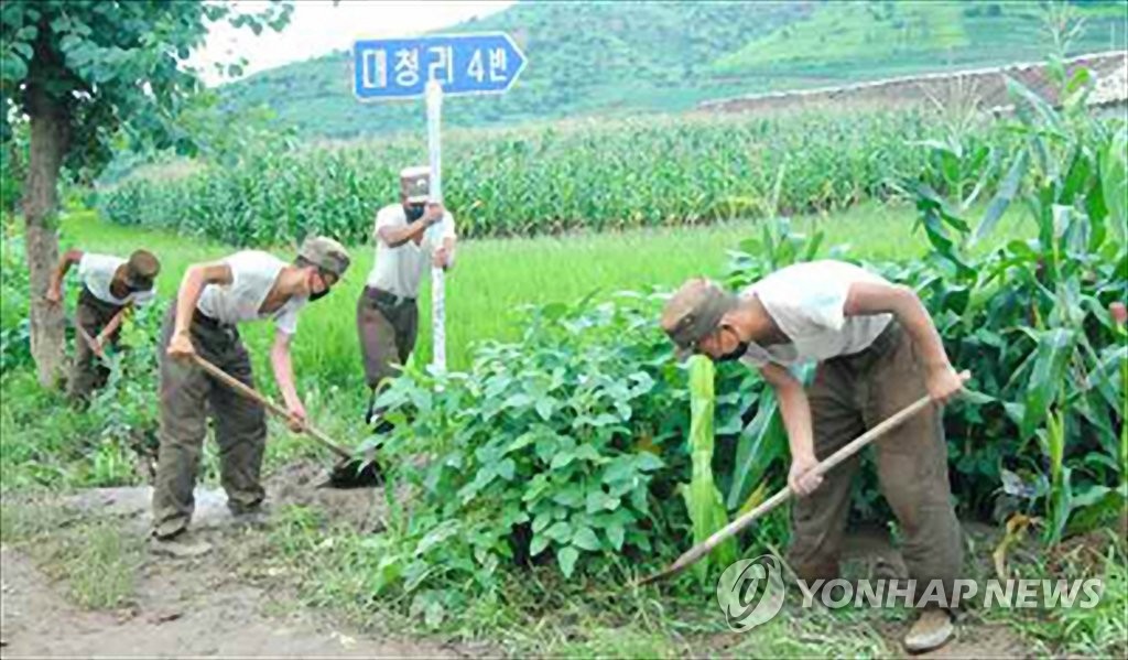 This photo, carried by North Korea's main newspaper Rodong Sinmun on Aug. 10, 2020, shows soldiers dispatched to the Taechong-ri area of Unpha County in North Hwanghae Province carrying out recovery work to minimize crop damage. (For Use Only in the Republic of Korea. No Redistribution) (Yonhap) 